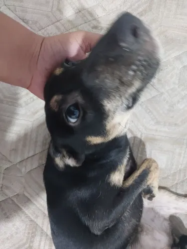Adoção Cadela