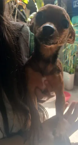 Pinscher fêmea 