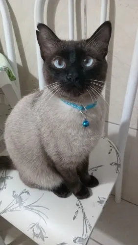 Doação gato