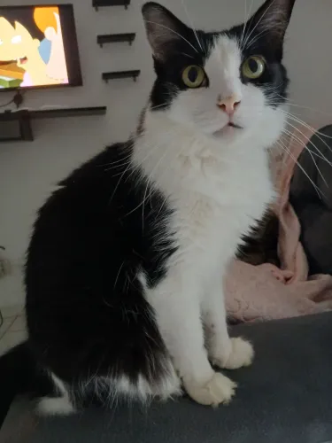 Gatos