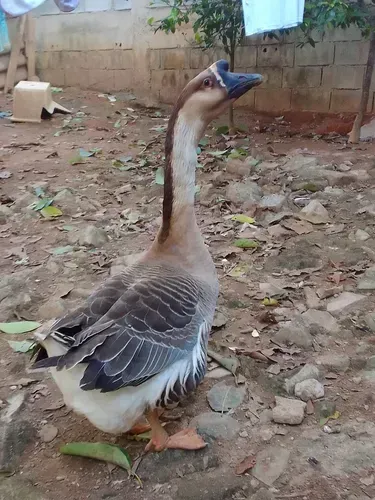 de mudança, ofereço casal de gansos africanos TROMBETA com dois filhotes adultos