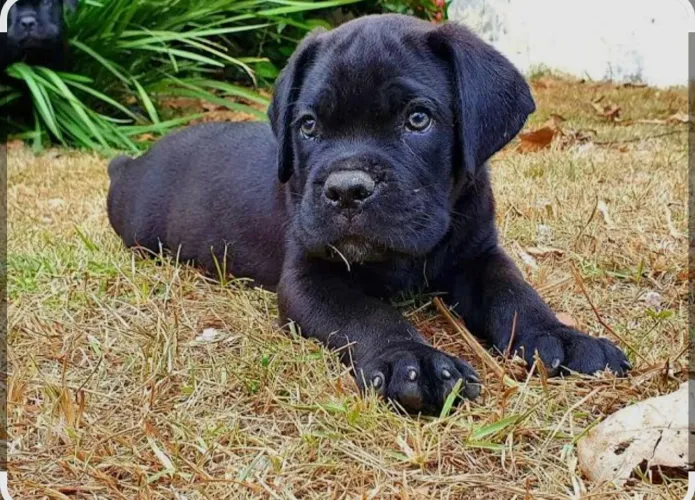 Cane Corso 