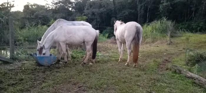 Vendo ou troco cavalos domados e perfeito para montaria 