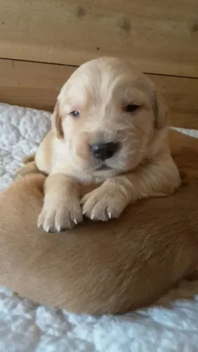 vendo golden retriver filhote