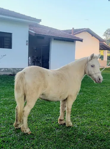 Míni Horse/Pônei