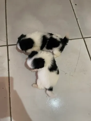 Cachorro da Raça shitzu 2 machos