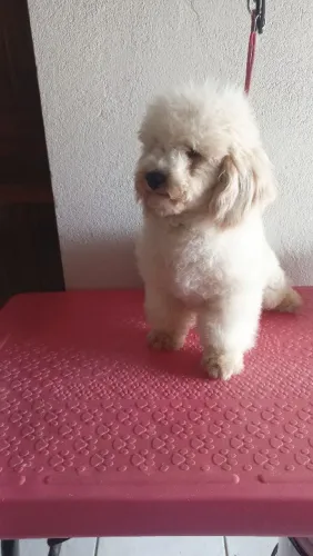Poodle toy macho