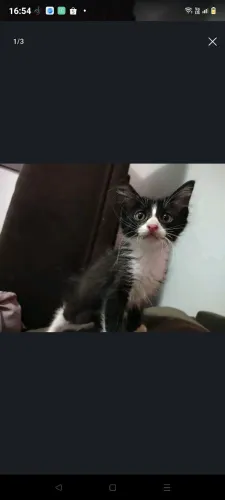 Gatinho da Angola 