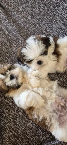 Cachorro Shih Tzu - macho R$ 500