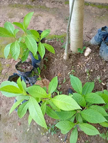 Planta natural 
