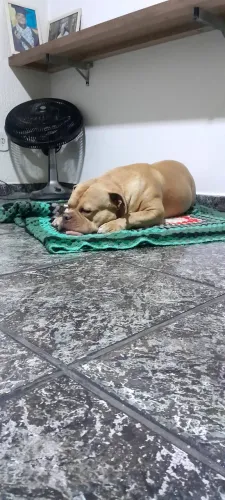 American bully para cobertura