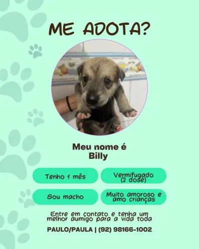 Adoção Filhotes 1 mês 
