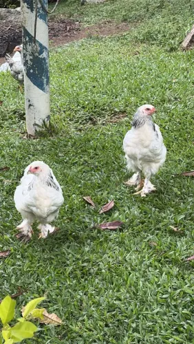 Vende galinha bhama