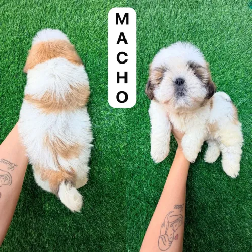 Shitzu Macho