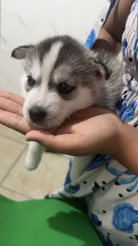 Vende-se cachorrinha Husky siberiano 40 dias
