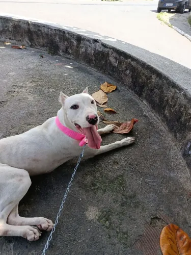 Disponível para cruza, Dogo argentino fêmea 