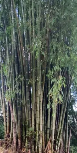 Bambu verde para doação