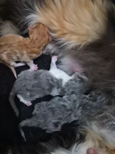 Filhotes de gatos persas para reserva zap *