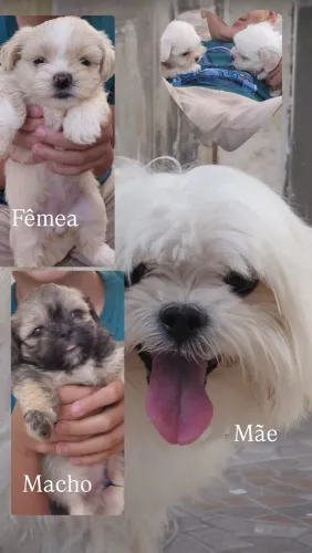 Vendo filhote shih tzu