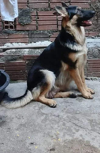 Pastor alemão 