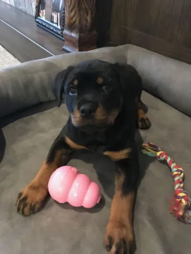 Rottweiler Uma nova descoberta para quem ama cachorrinhos