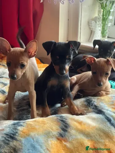 Pinscher/Pincher Cachorro Compacto de Raça Macho e Fêmea com Garantias