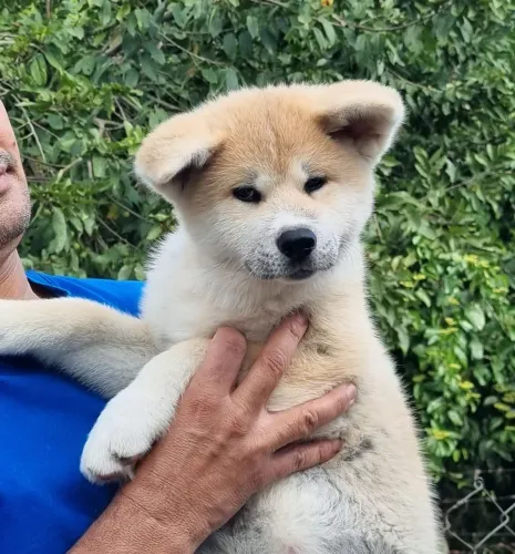 Akita Inu- Linhagem Cbkc e Beleza de Exposição