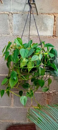 Costela de Eva,jiboia, Begonia,Lírio, clorofito.