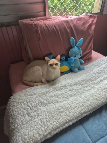 Doação responsável de Gata Castrada