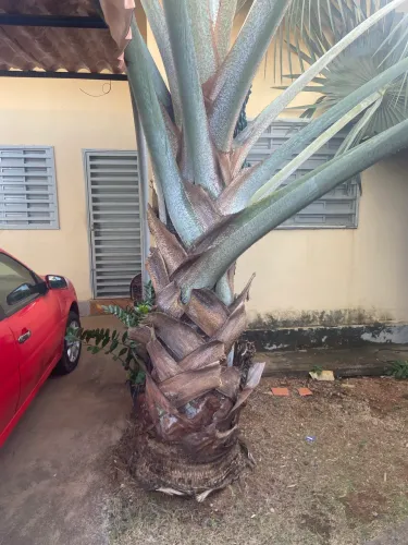 Palmeira azul muito bonita