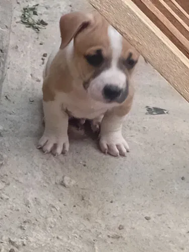 Bully