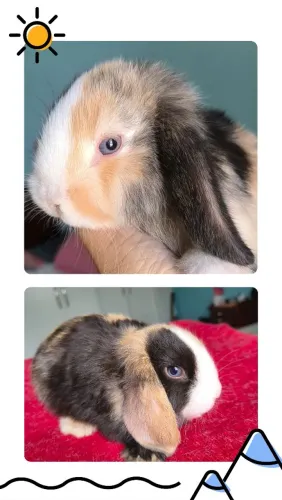 Coelhos Mini Lop genética Uruguaia LEIA 