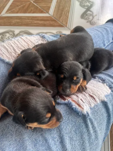 Vende-se filhote de Pinscher 
