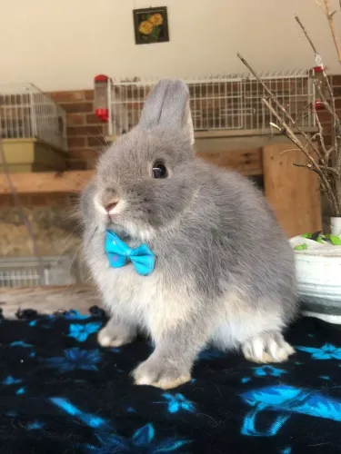 Coelho anão da raça netherland dwarf linhagem importada - o menor coelho do mundo