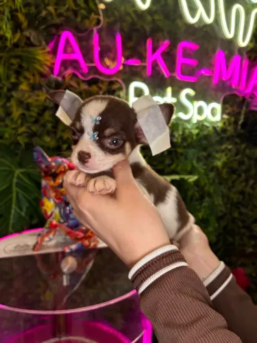 Chihuahua chocolate com branco macho !!! Lindíssimo