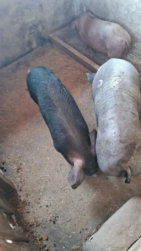 Porcos caipira raça cuxitos pequeno porte