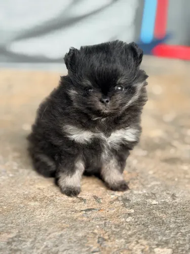 Filhote Spitz Alemão Macho