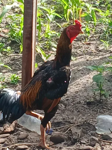 Frango de raça  pura filho de campeao