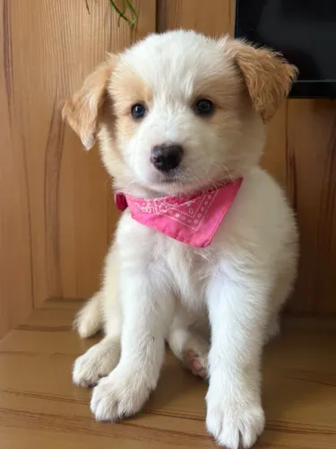 FILHOTE DE BORDER COLLIE