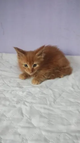 Filhotes de maine coon 