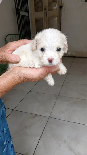 Poodle Toy Puro 