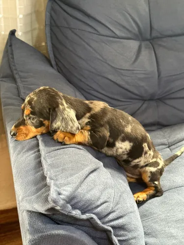 Basset daschound miniatura 