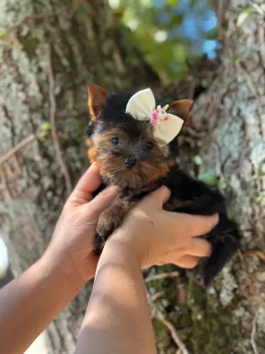 Linda filhote de yorkshire pequenininha!