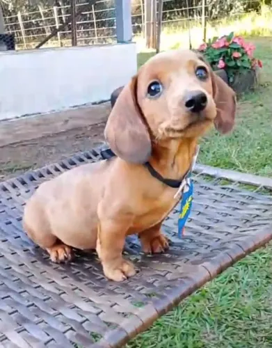 Basset Dachshund Macho