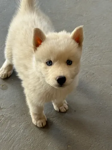 Filhote Husky Siberiano