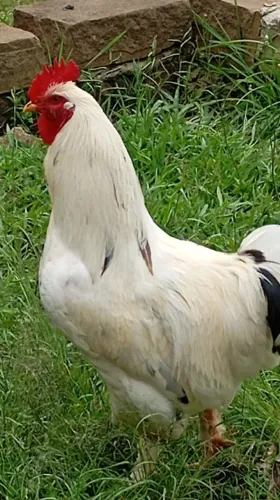 Vendo galo