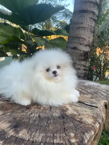 Filhote macho Lulu da Pomerania / Spitz