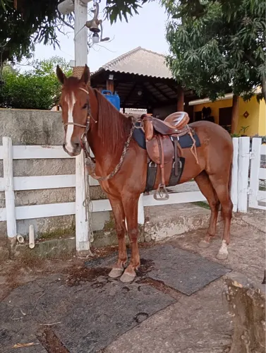 Cavalo 