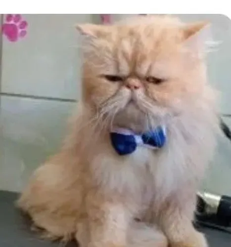 Gatos persas legítimos fêmea