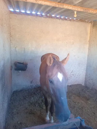 Vende-se um cavalo
